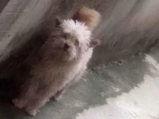 Cachorro ra a Poodle com viralata  idade 6 ou mais anos nome Fred 