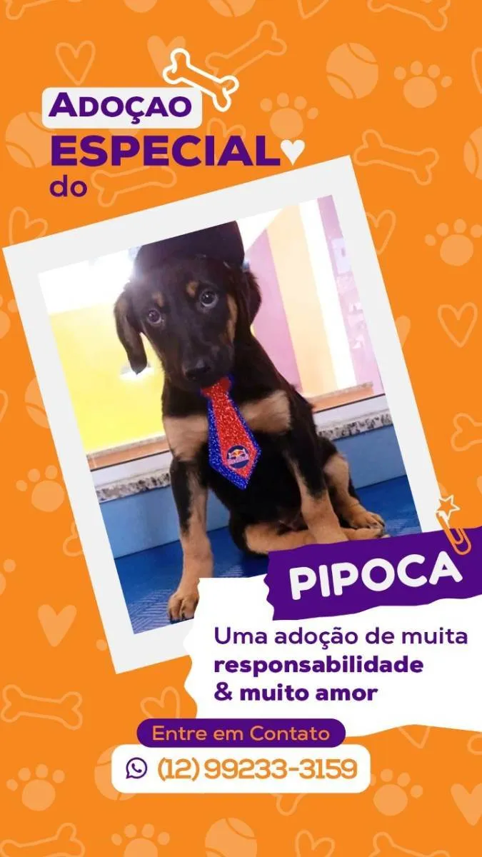 Cachorro ra a SRD idade 2 a 6 meses nome Pipoca 