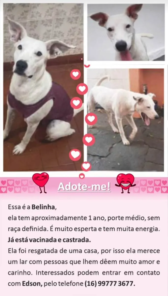 Cachorro ra a Sem raça definida  idade 1 ano nome Belinha