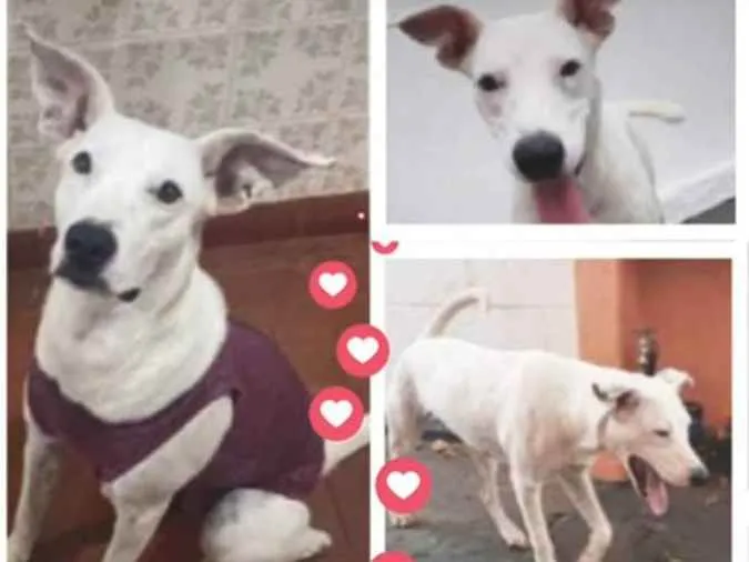 Cachorro ra a Sem raça definida  idade 1 ano nome Belinha