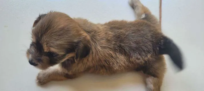 Cachorro raça Shiatsu  idade Abaixo de 2 meses nome Sem nome