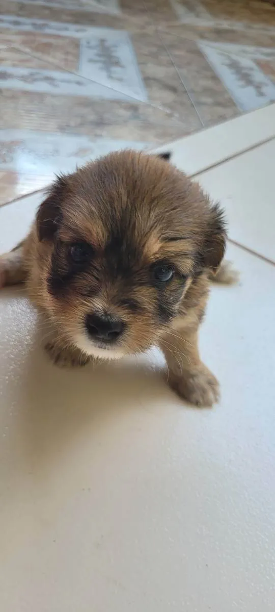 Cachorro raça Shiatsu  idade Abaixo de 2 meses nome Sem nome