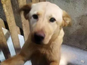 Cachorro raça srd idade 1 ano nome mel