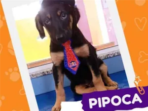 Cachorro raça SRD idade 2 a 6 meses nome Pipoca 