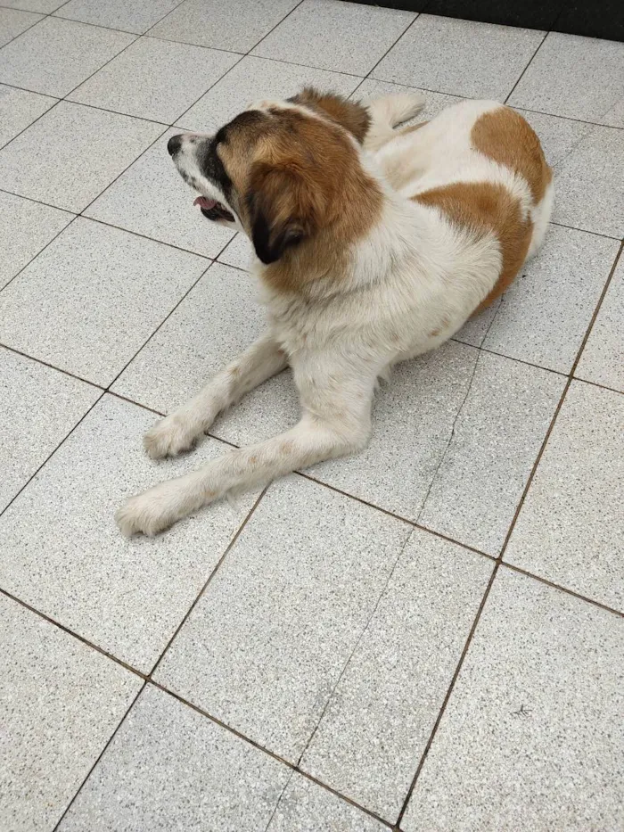 Cachorro raça Sem raça  idade  nome Mel