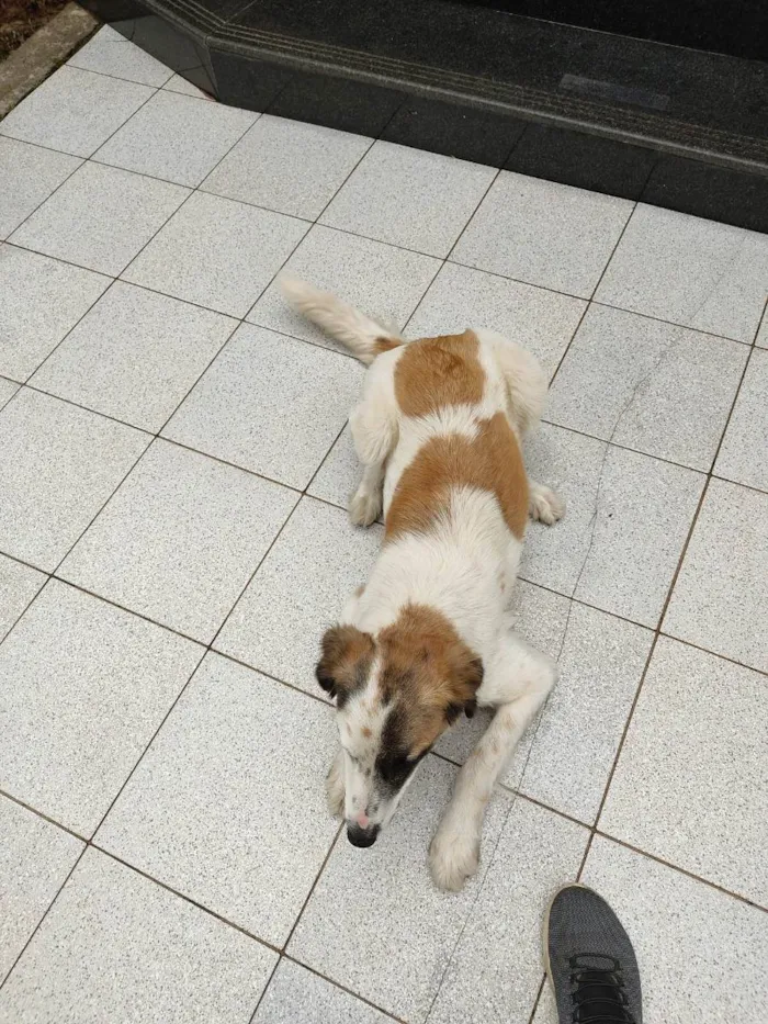 Cachorro raça Sem raça  idade  nome Mel