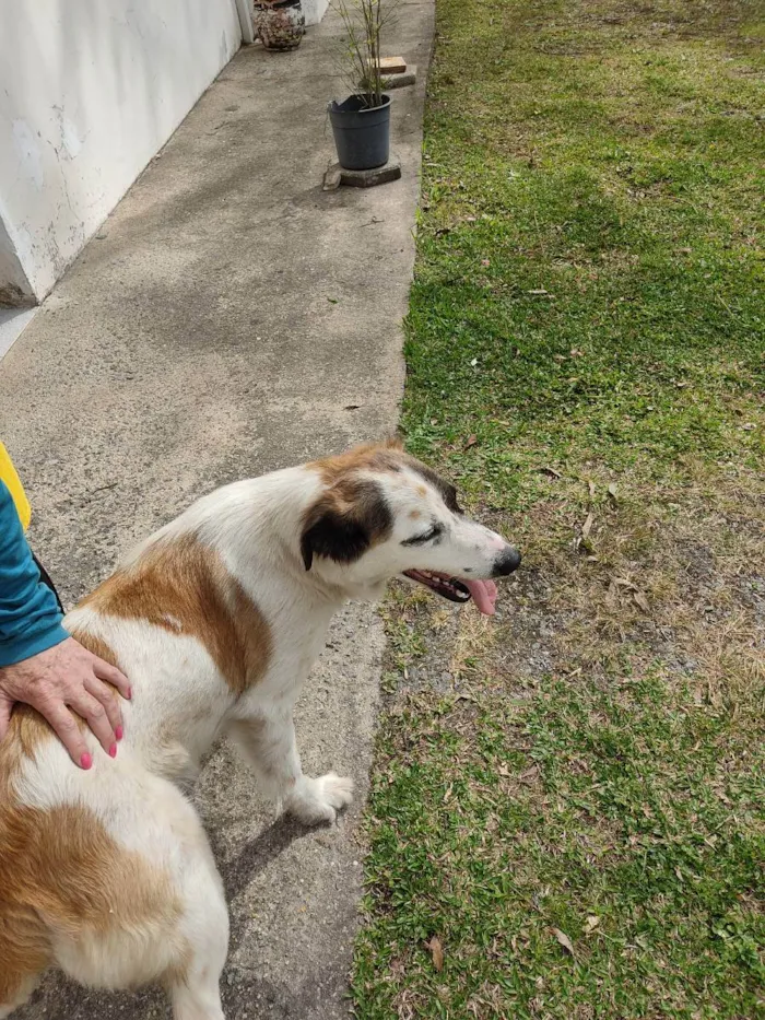 Cachorro raça Sem raça  idade  nome Mel