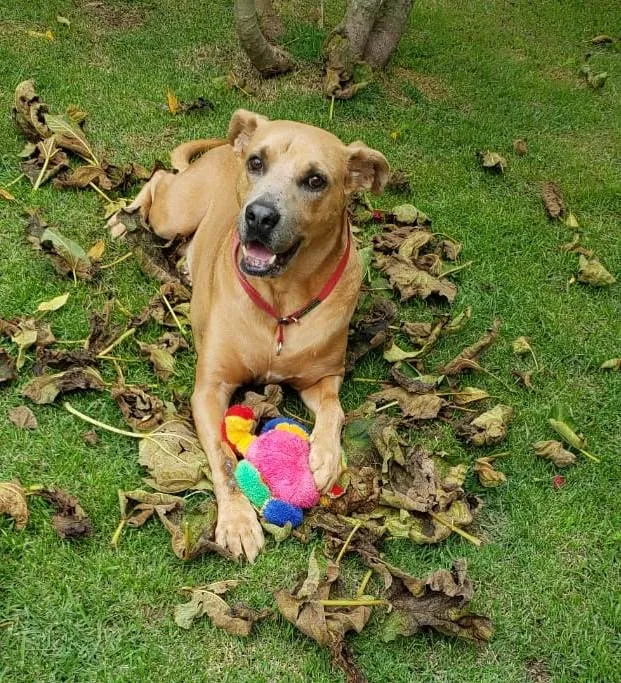 Cachorro ra a SRD idade 5 anos nome Max