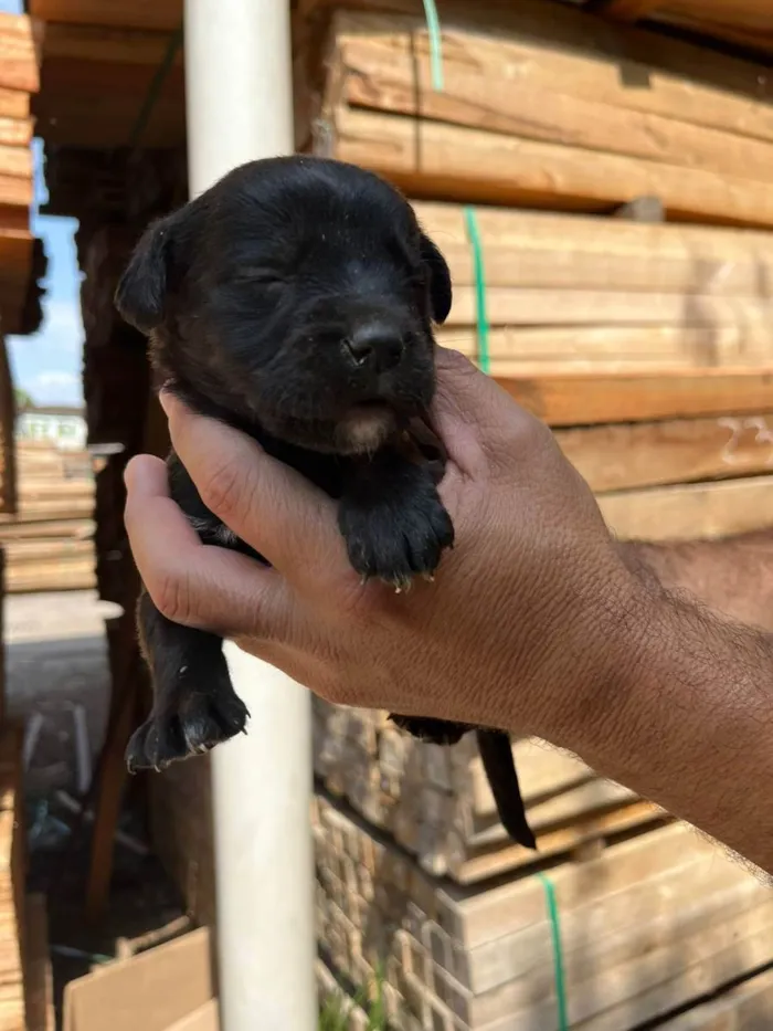 Cachorro ra a Desconhecida idade Abaixo de 2 meses nome  7 - Recem nascidos