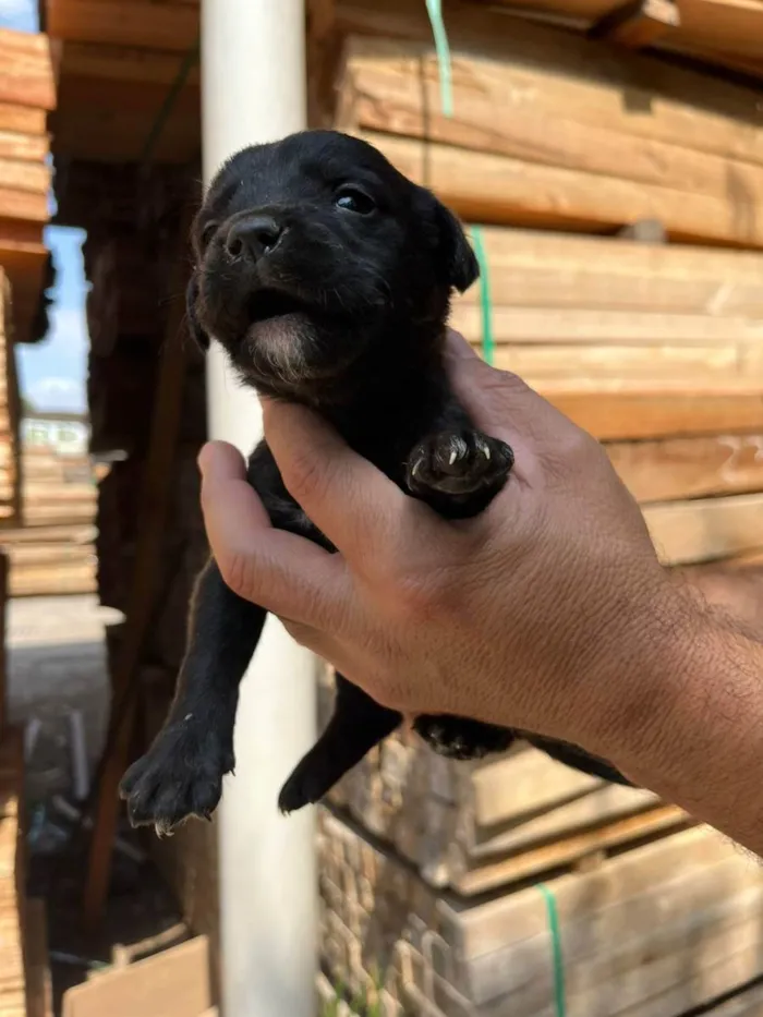 Cachorro ra a Desconhecida idade Abaixo de 2 meses nome  7 - Recem nascidos