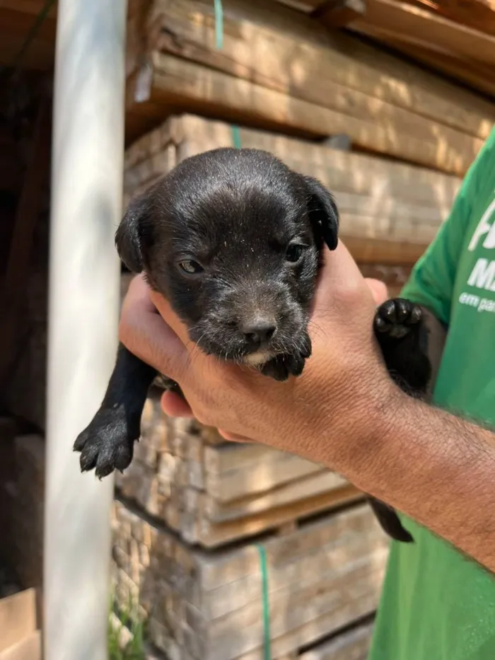 Cachorro ra a Desconhecida idade Abaixo de 2 meses nome  7 - Recem nascidos