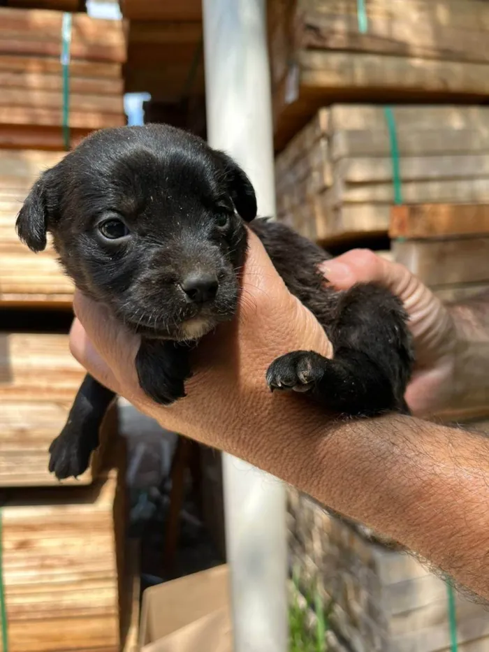 Cachorro ra a Desconhecida idade Abaixo de 2 meses nome  7 - Recem nascidos