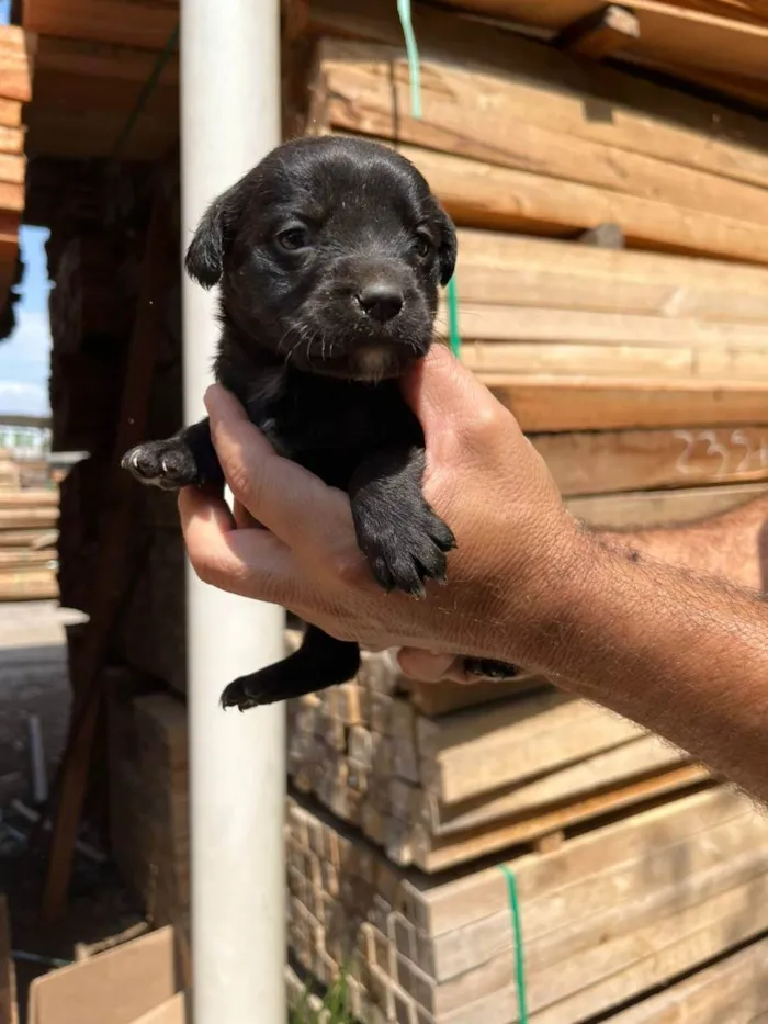 Cachorro ra a Desconhecida idade Abaixo de 2 meses nome  7 - Recem nascidos