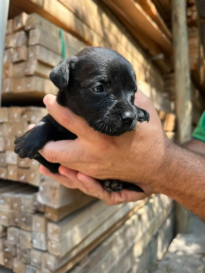 Cachorro ra a Desconhecida idade Abaixo de 2 meses nome  7 - Recem nascidos