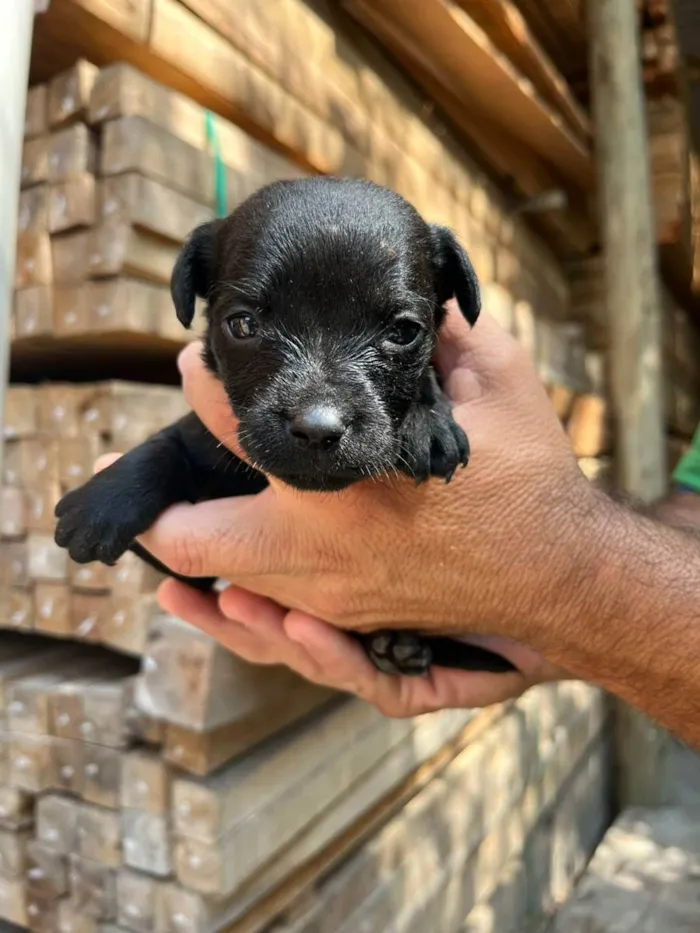 Cachorro ra a Desconhecida idade Abaixo de 2 meses nome  7 - Recem nascidos