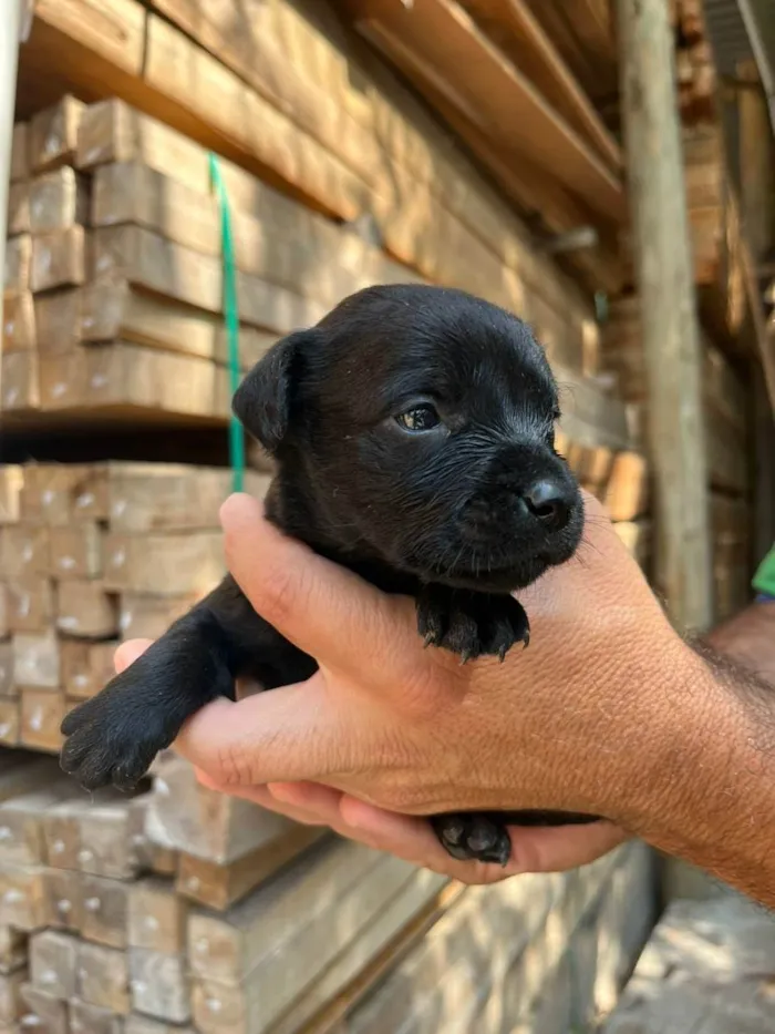 Cachorro ra a Desconhecida idade Abaixo de 2 meses nome  7 - Recem nascidos