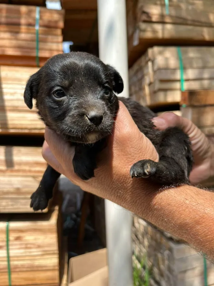 Cachorro ra a Desconhecida idade Abaixo de 2 meses nome  7 - Recem nascidos