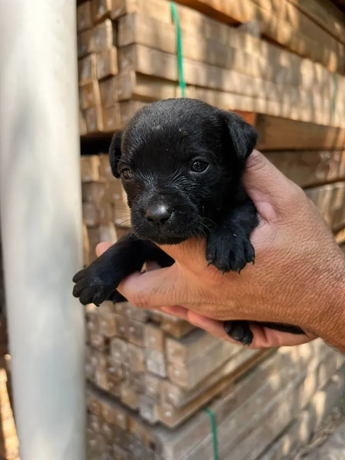 Cachorro ra a Desconhecida idade Abaixo de 2 meses nome  7 - Recem nascidos