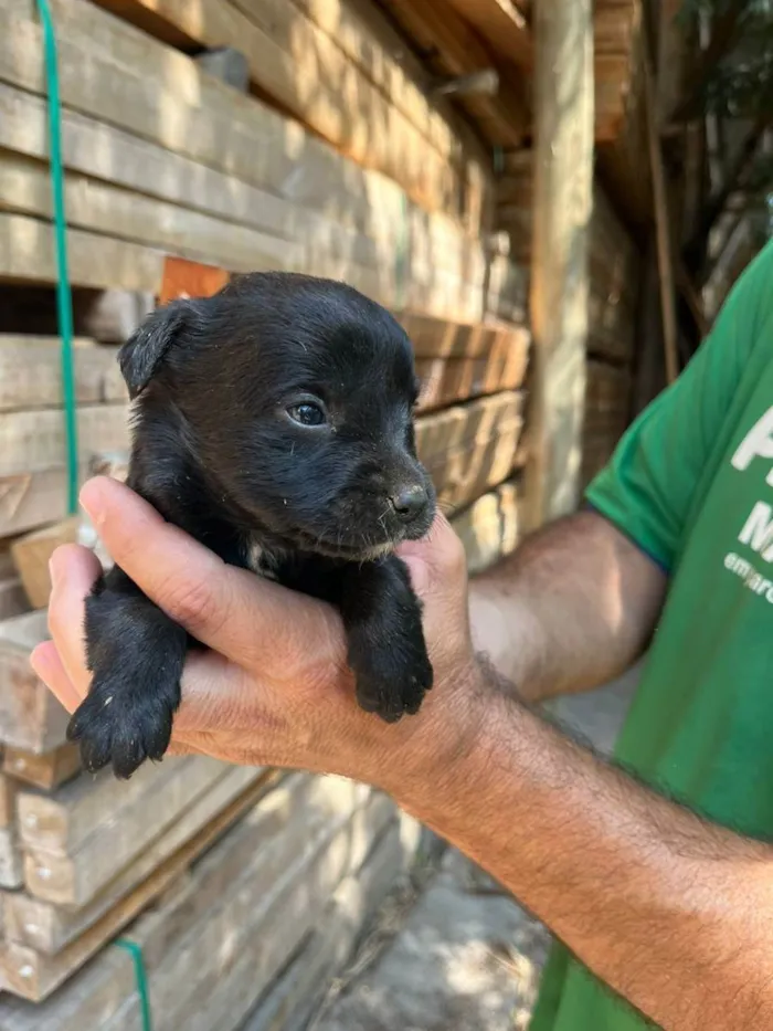 Cachorro ra a Desconhecida idade Abaixo de 2 meses nome  7 - Recem nascidos