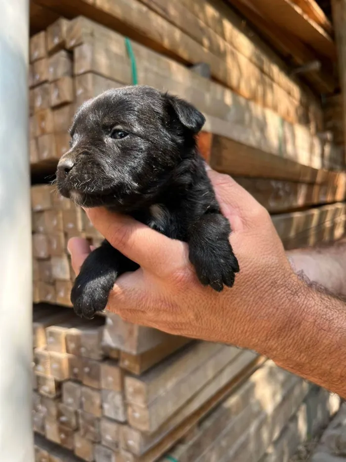 Cachorro ra a Desconhecida idade Abaixo de 2 meses nome  7 - Recem nascidos