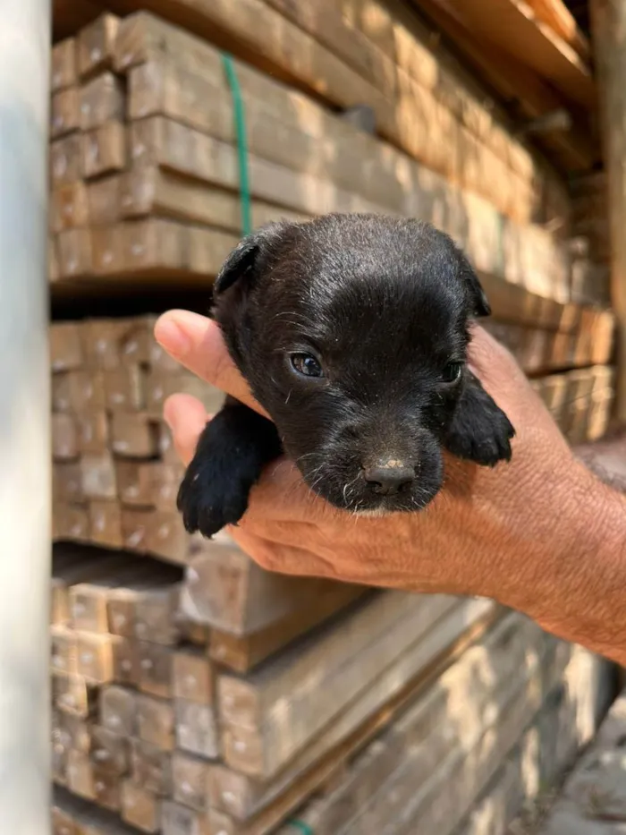 Cachorro ra a Desconhecida idade Abaixo de 2 meses nome  7 - Recem nascidos