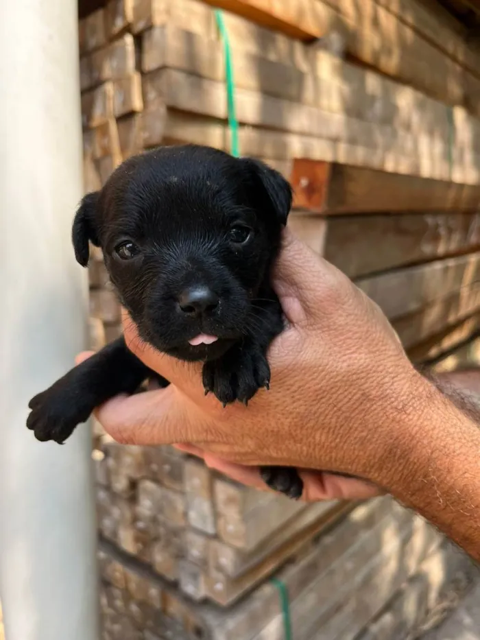 Cachorro ra a Desconhecida idade Abaixo de 2 meses nome  7 - Recem nascidos