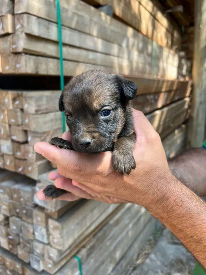 Cachorro ra a Desconhecida idade Abaixo de 2 meses nome  7 - Recem nascidos