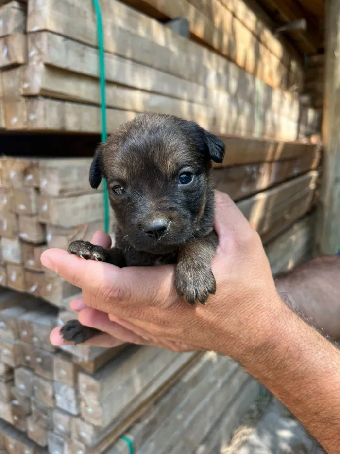 Cachorro ra a Desconhecida idade Abaixo de 2 meses nome  7 - Recem nascidos
