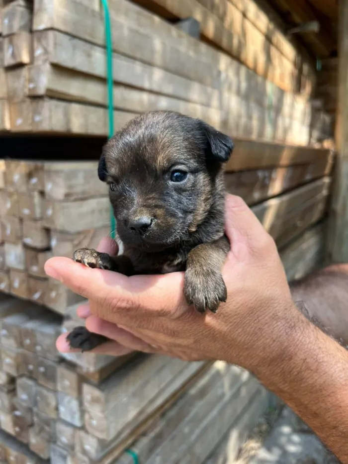 Cachorro ra a Desconhecida idade Abaixo de 2 meses nome  7 - Recem nascidos