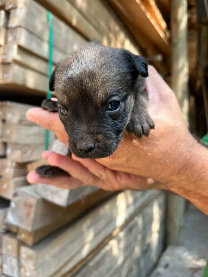 Cachorro ra a Desconhecida idade Abaixo de 2 meses nome  7 - Recem nascidos