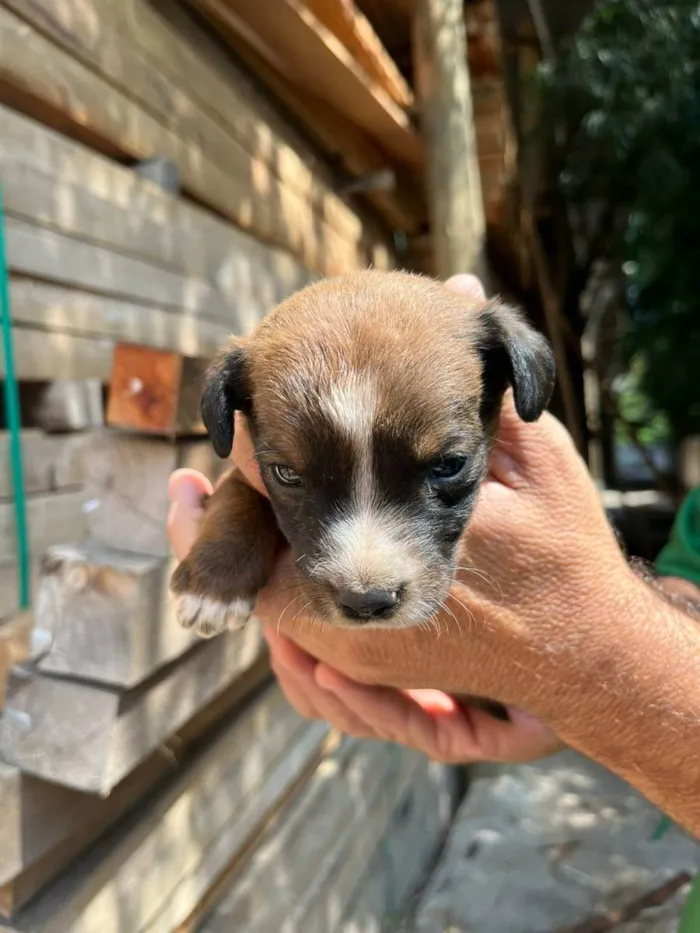 Cachorro ra a Desconhecida idade Abaixo de 2 meses nome  7 - Recem nascidos