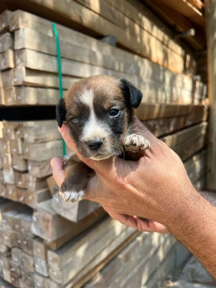 Cachorro ra a Desconhecida idade Abaixo de 2 meses nome  7 - Recem nascidos