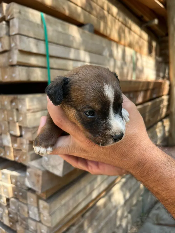 Cachorro ra a Desconhecida idade Abaixo de 2 meses nome  7 - Recem nascidos