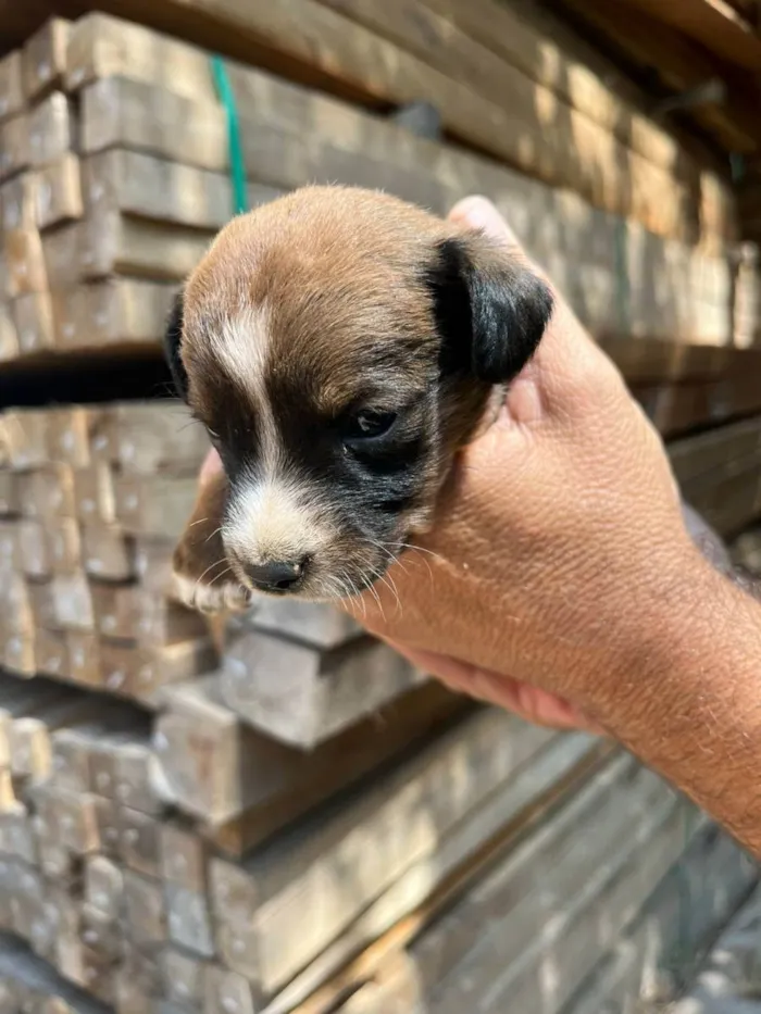 Cachorro ra a Desconhecida idade Abaixo de 2 meses nome  7 - Recem nascidos
