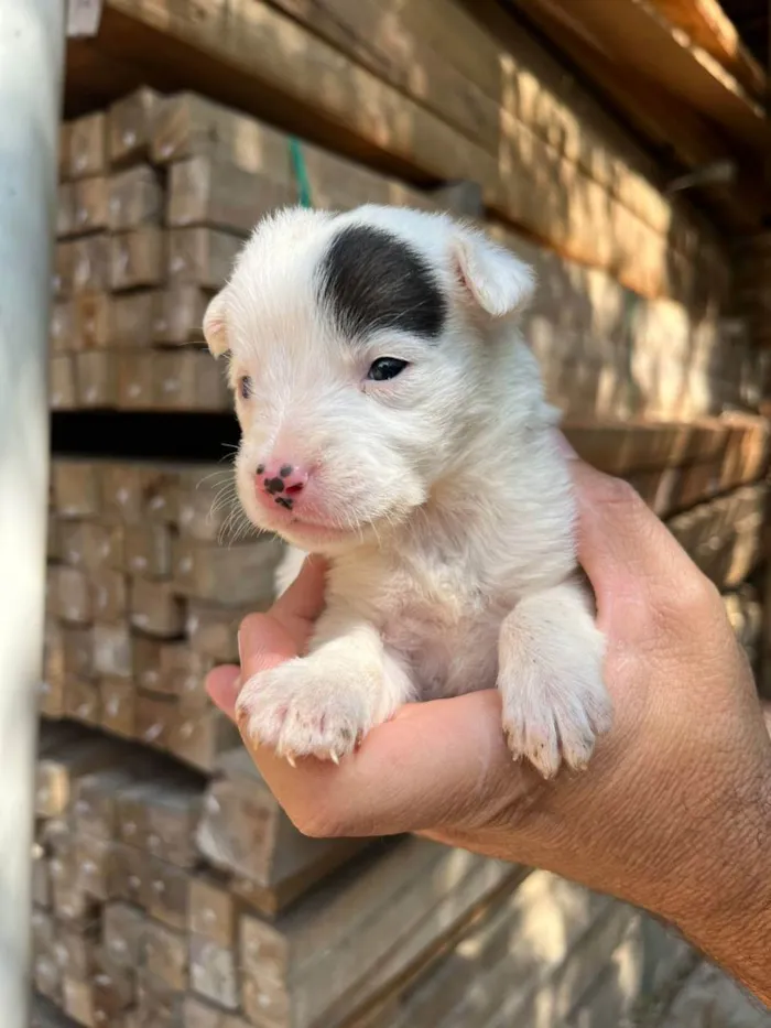 Cachorro ra a Desconhecida idade Abaixo de 2 meses nome  7 - Recem nascidos