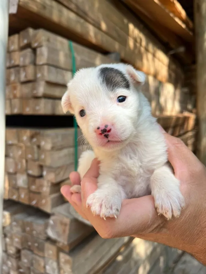 Cachorro ra a Desconhecida idade Abaixo de 2 meses nome  7 - Recem nascidos