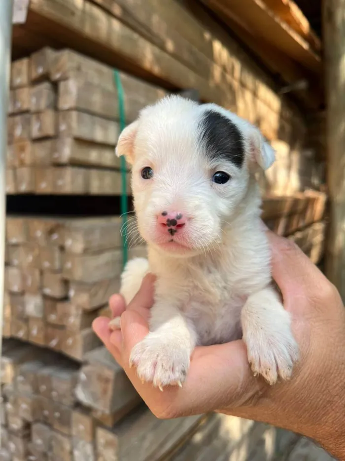 Cachorro ra a Desconhecida idade Abaixo de 2 meses nome  7 - Recem nascidos