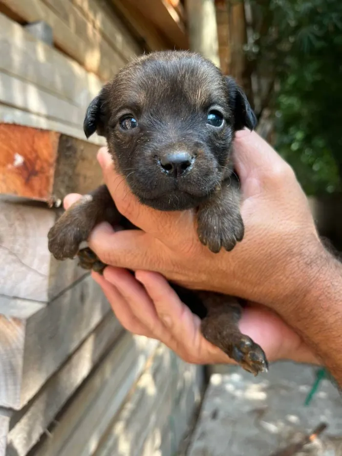 Cachorro ra a Desconhecida idade Abaixo de 2 meses nome  7 - Recem nascidos
