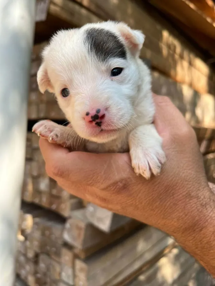 Cachorro ra a Desconhecida idade Abaixo de 2 meses nome  7 - Recem nascidos