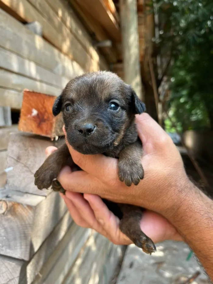 Cachorro ra a Desconhecida idade Abaixo de 2 meses nome  7 - Recem nascidos