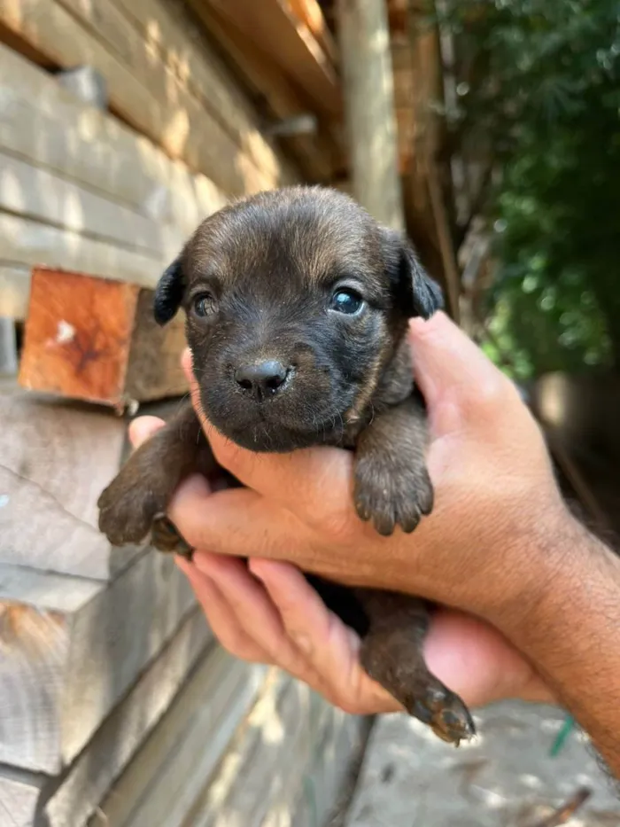 Cachorro ra a Desconhecida idade Abaixo de 2 meses nome  7 - Recem nascidos
