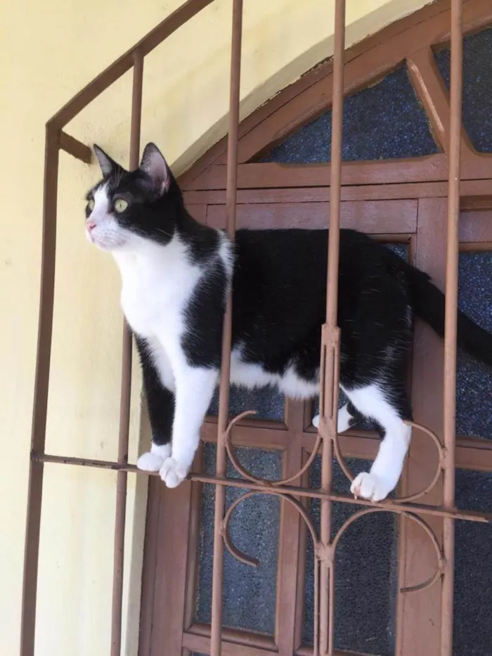 Gato raça SRD idade 6 ou mais anos nome Bartolomeu