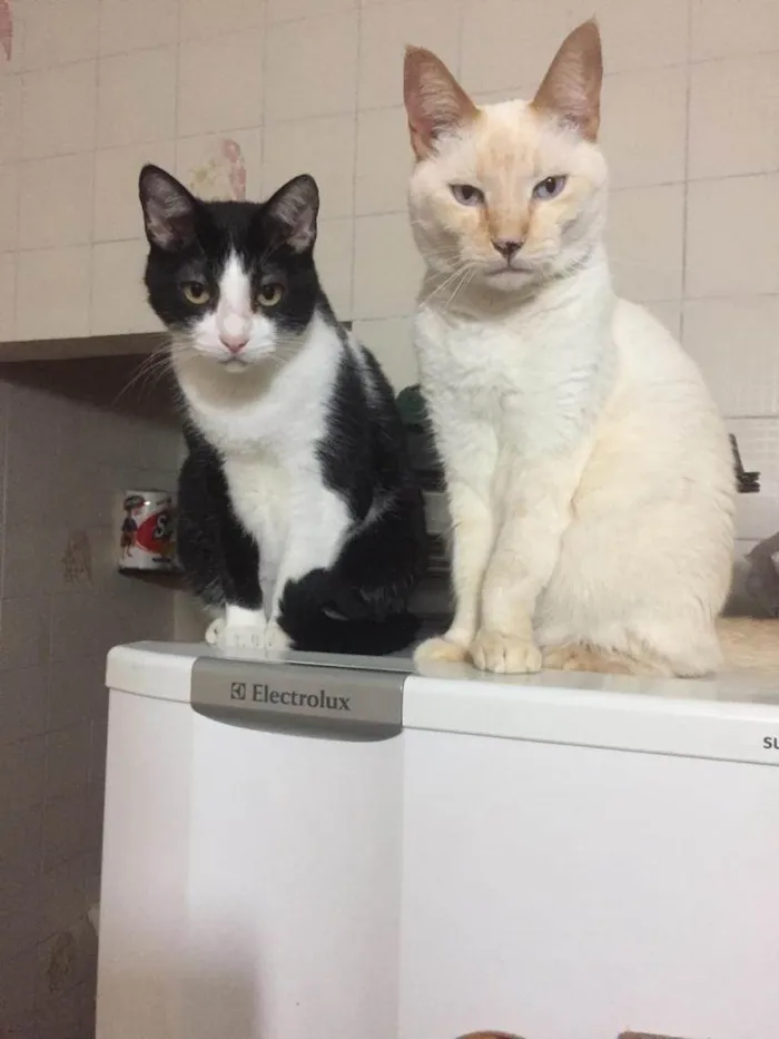 Gato raça SRD idade 6 ou mais anos nome Bartolomeu