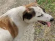 Mel