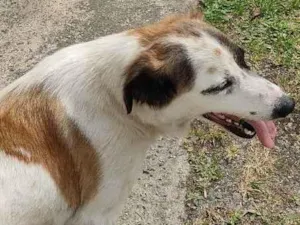 Cachorro raça Sem raça  idade  nome Mel