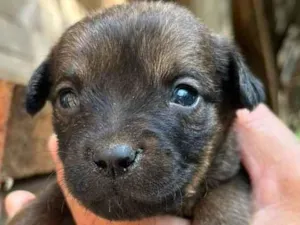 Cachorro raça Desconhecida idade Abaixo de 2 meses nome  7 - Recem nascidos