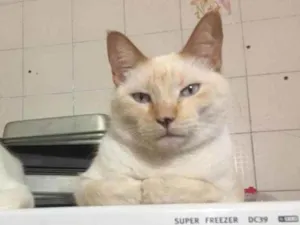 Gato raça SRD idade 6 ou mais anos nome Blanquito