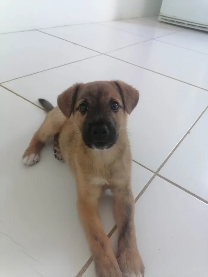 Cachorro raça Vira lata  idade 2 a 6 meses nome Nick