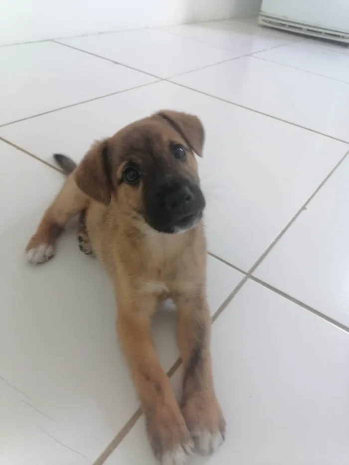 Cachorro raça Vira lata  idade 2 a 6 meses nome Nick
