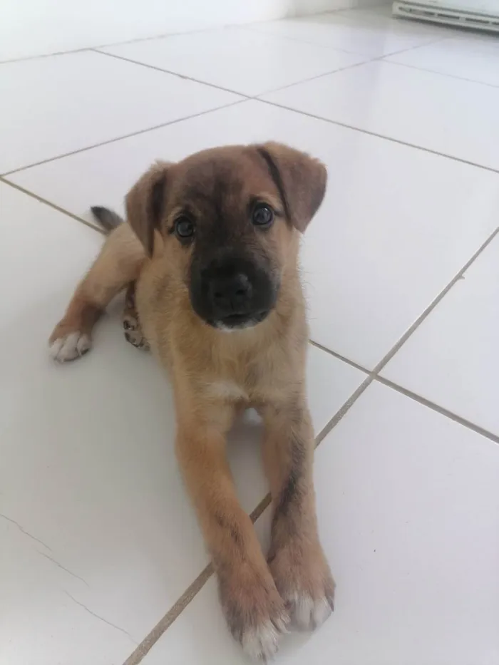 Cachorro raça Vira lata  idade 2 a 6 meses nome Nick